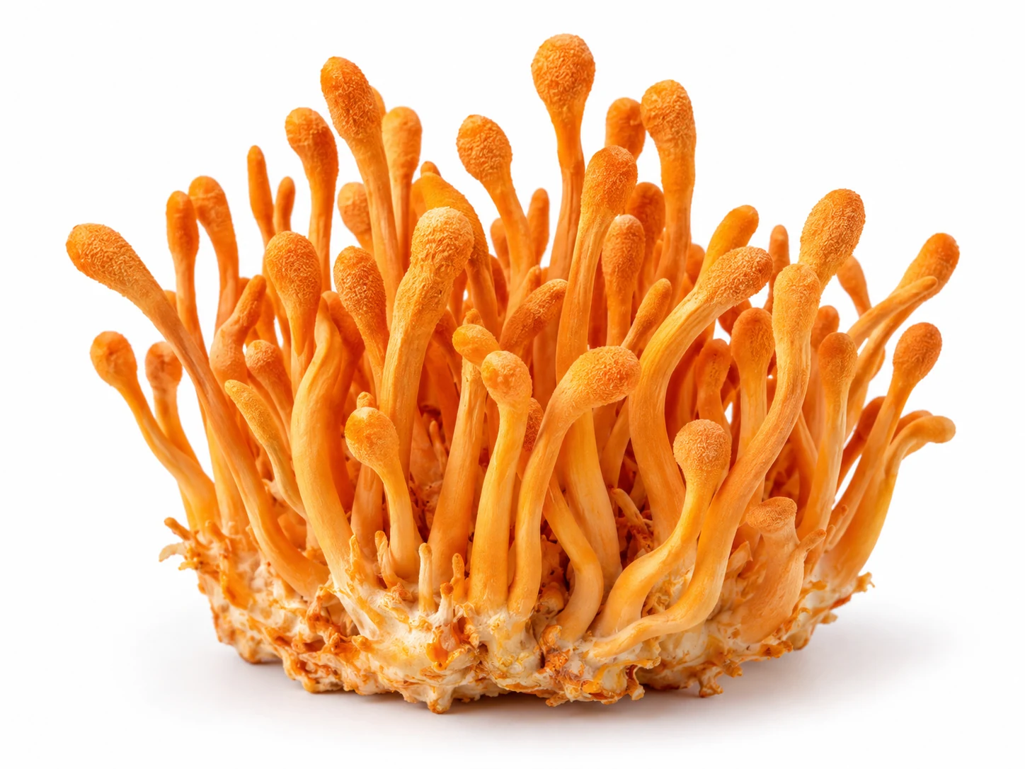 Ilustrasi kelompok cendawan Cordyceps militaris berwarna jingga
